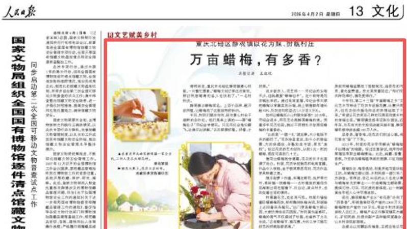 人民日报看重庆｜万亩蜡梅，有多香？