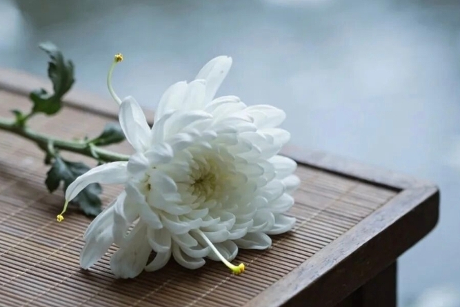 户籍居民全覆盖 重庆殡葬惠民新政五月一日起施行