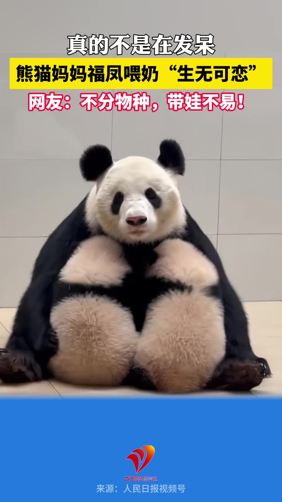 真的不是在发呆……熊猫妈妈福凤喂奶“生无可恋”，网友：不分物种，带娃不易！