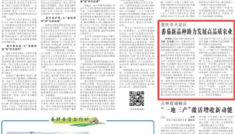 农民日报看重庆｜大足：番茄新品种助力发展高品质农业