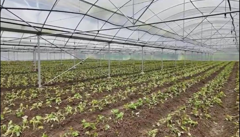 重庆彭水岩东乡河坝村：红薯苗铺就群众增收路