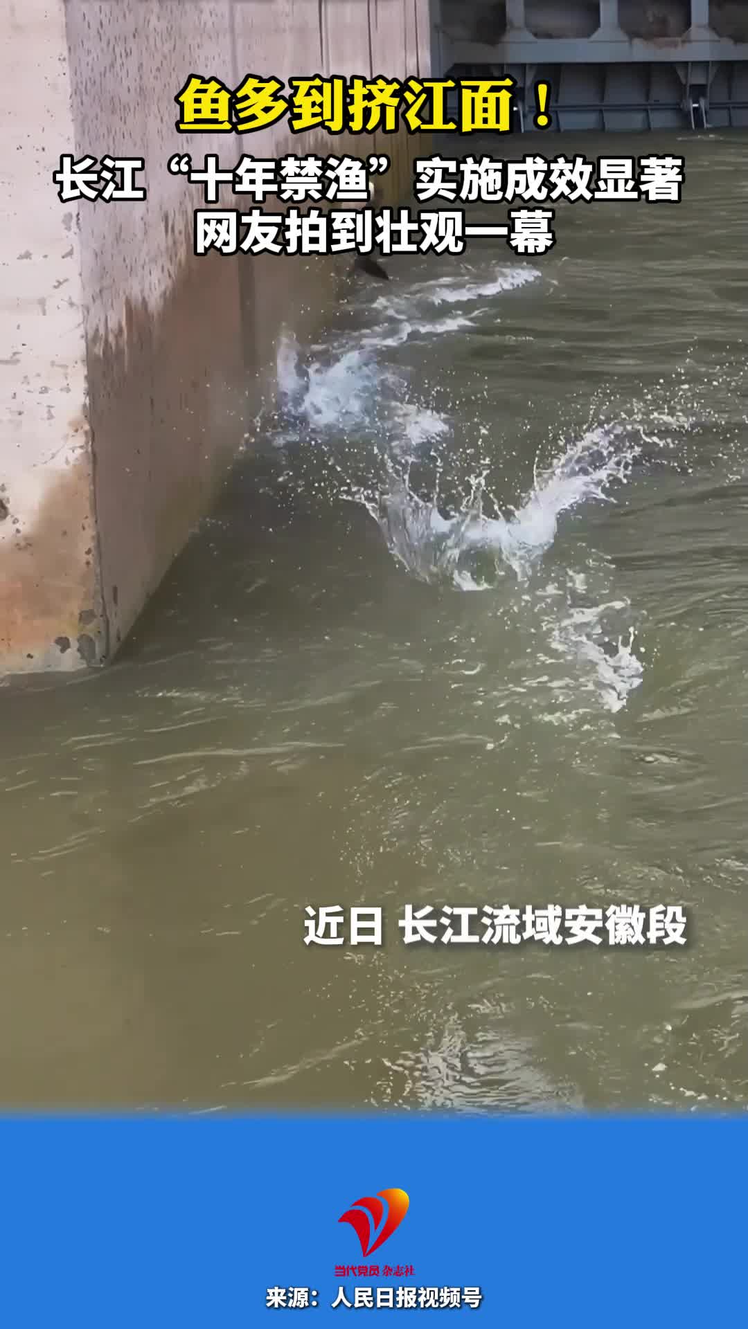 鱼多到挤江面！长江“十年禁渔”实施成效显著 网友拍到壮观一幕