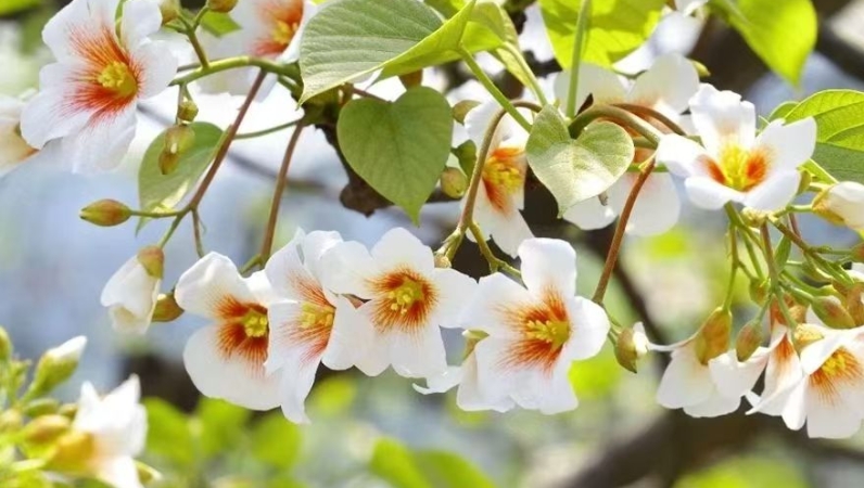 陈德琴专栏｜桐子花开