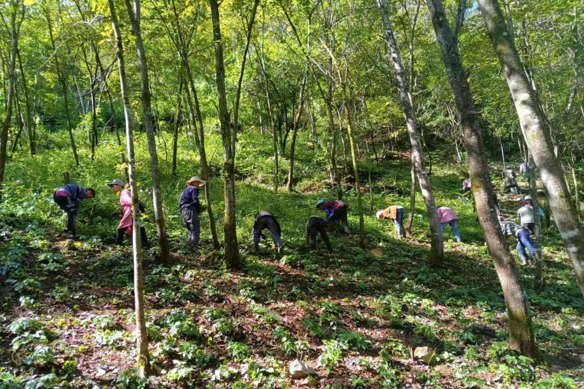 重庆城口庙坝镇：深耕中药兴产业 精筑药谷亮名片&nbsp;&nbsp;