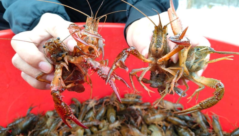 集散赋能联川渝  稻虾兴业谱新篇