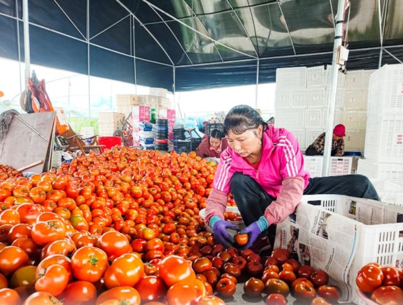 重庆荣昌区清江镇：清江番茄红 村民日子火