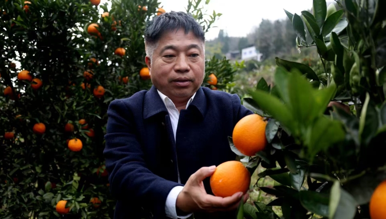 只为“三寸如黄金” 三十八载守橙园（上）