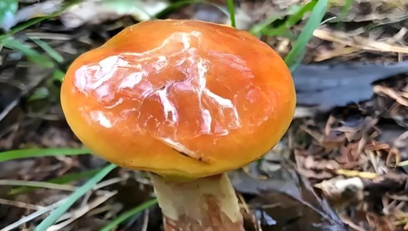朝颜专栏丨寻蘑菇