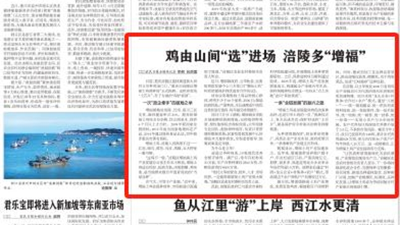 农民日报看重庆｜鸡由山间“选”进场 涪陵多“增福”