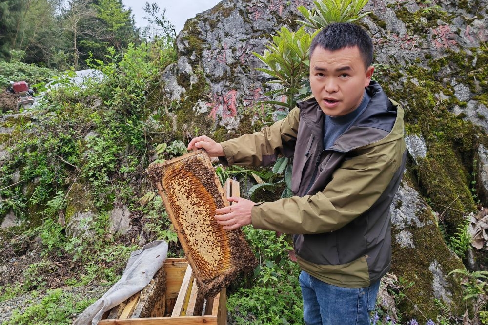 新华社看重庆｜金佛山：不负绿水青山，独特种质资源焕新生