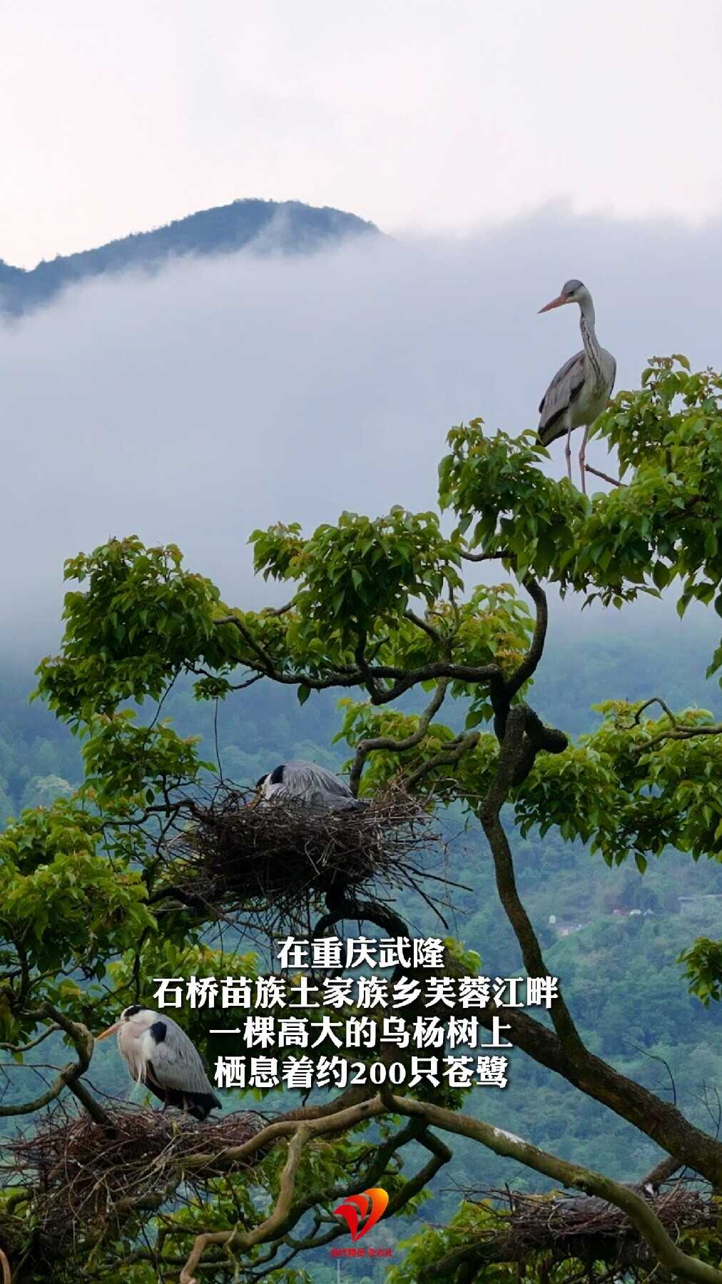 深山里的“鸟楼” 200只苍鹭住一棵树