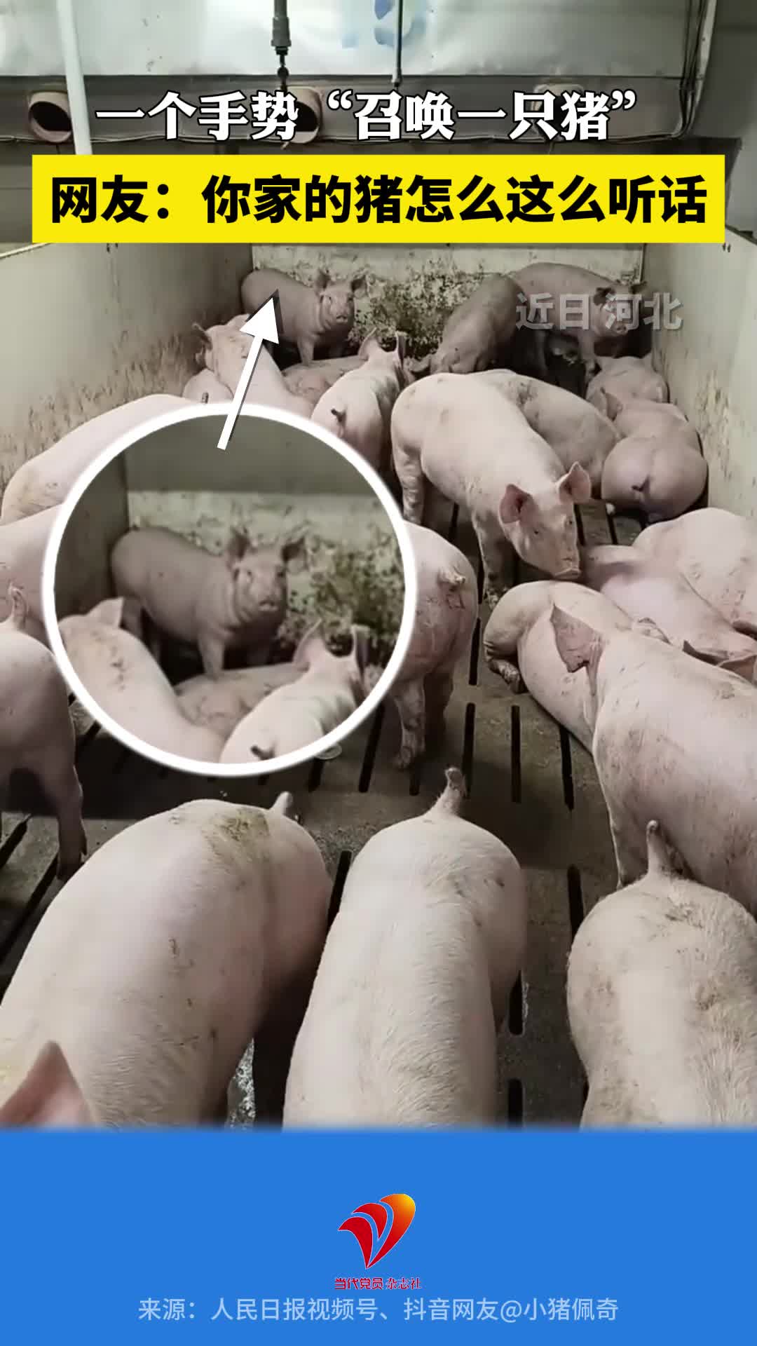一个手势“召唤一只猪”！网友：你家的猪怎么这么听话？