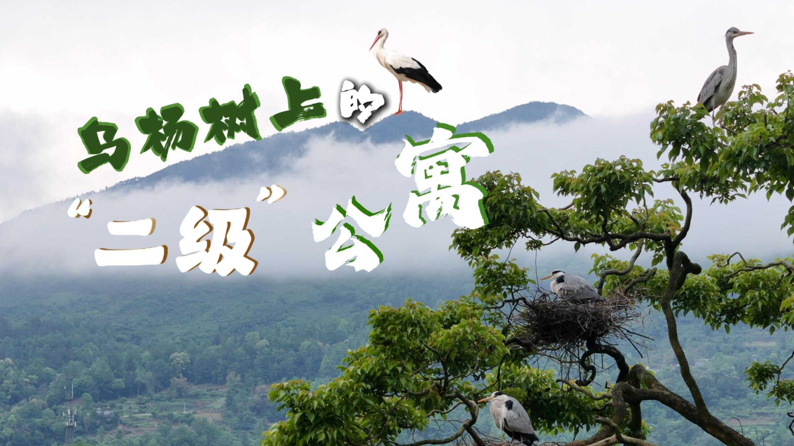 乌杨树上的“二级”公寓