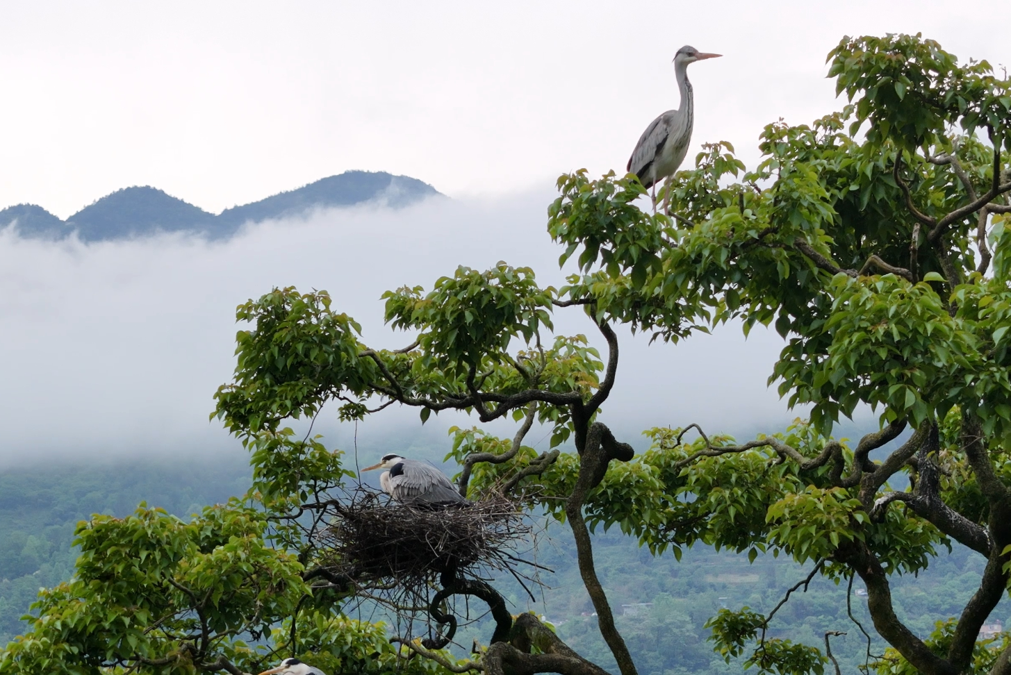 从“过路客”到“老邻居”：重庆武隆石桥乡苍鹭保护纪实