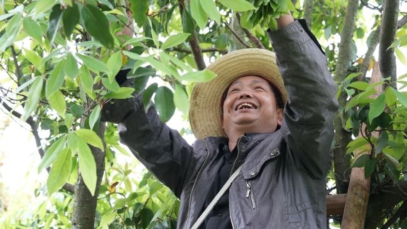 新韵重庆 | 城市表情·茶香柑甜