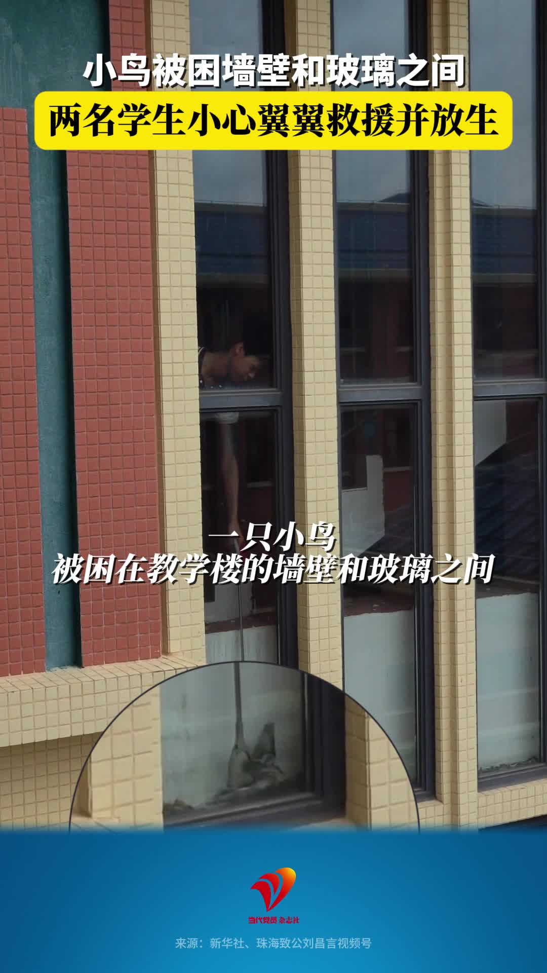 小鸟被困墙壁和玻璃之间，两名学生小心翼翼救援并放生