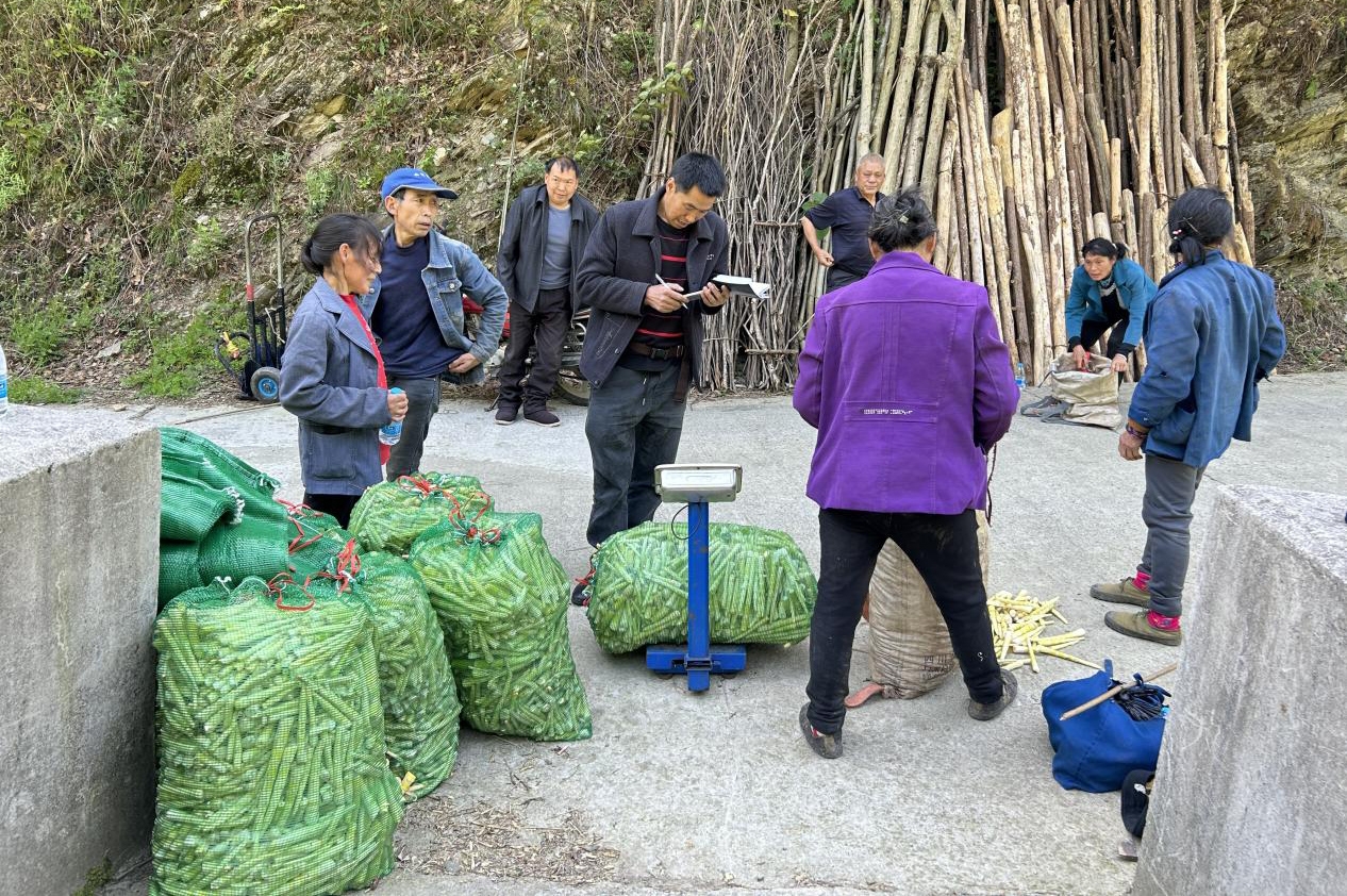 重庆城口双河乡：数字赋能破困局 笋竹飘香富山乡