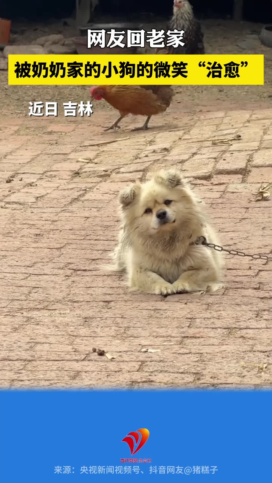 网友回老家，被奶奶家的小狗的微笑“治愈”