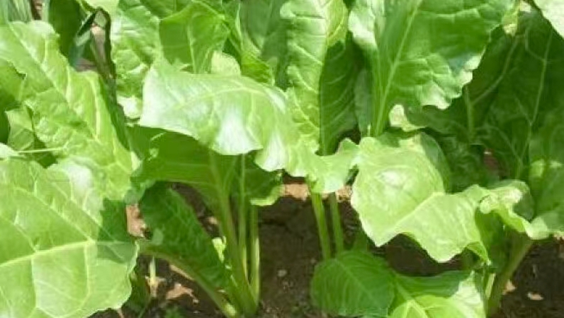 王信鸽专栏｜渣辣椒炒牛皮菜