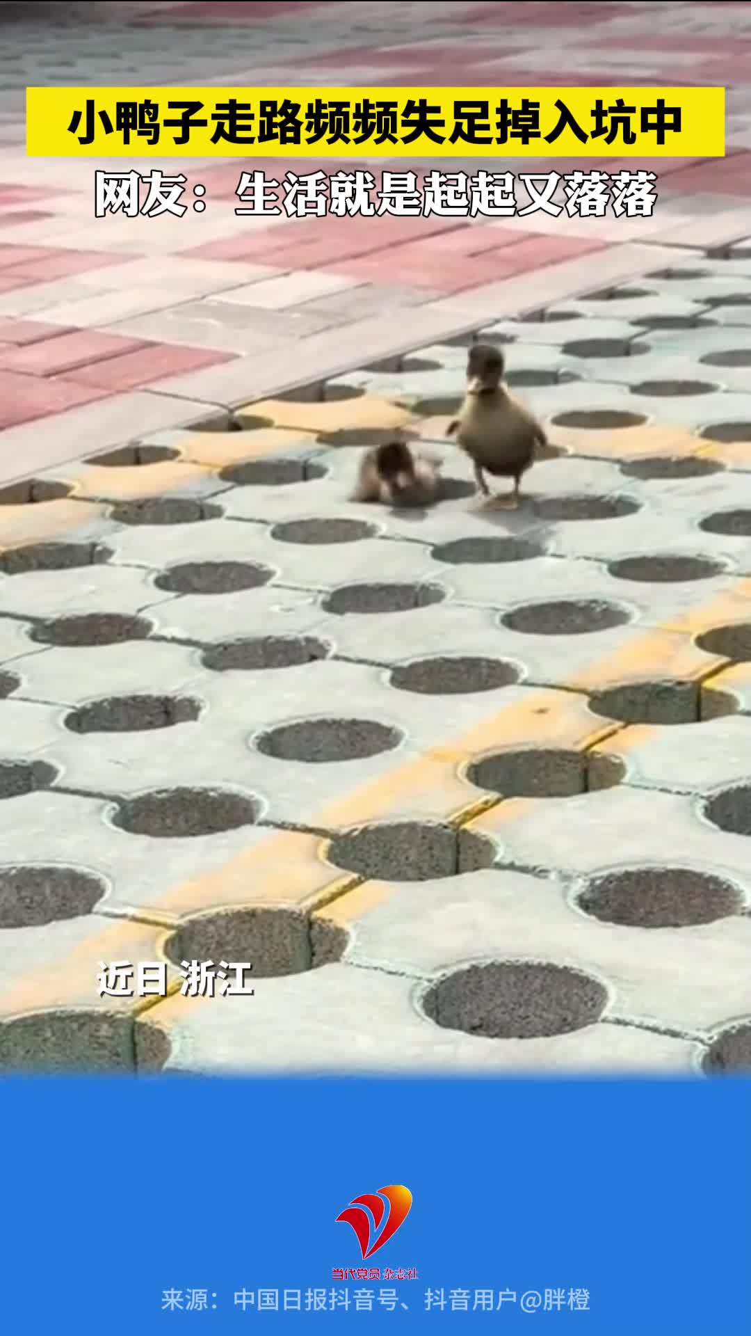小鸭子走路频频失足掉入坑中 网友：生活就是起起又落落