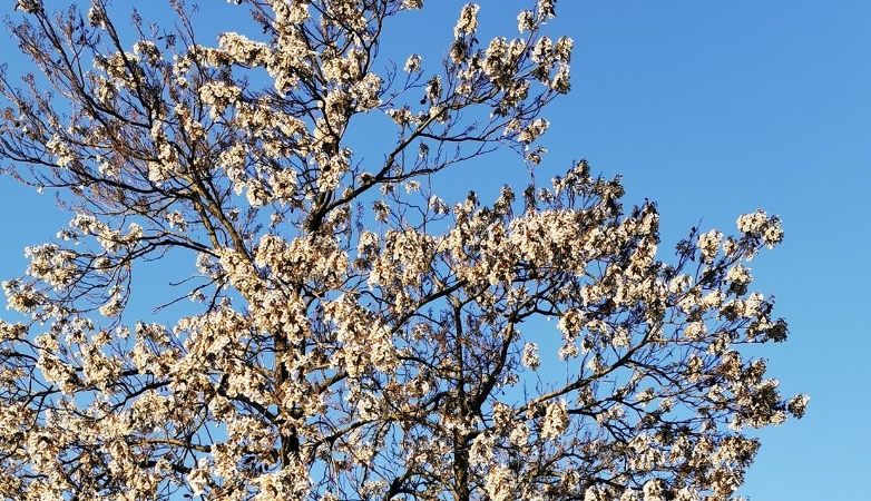 文学｜我想住进一朵桐花里（外二首）