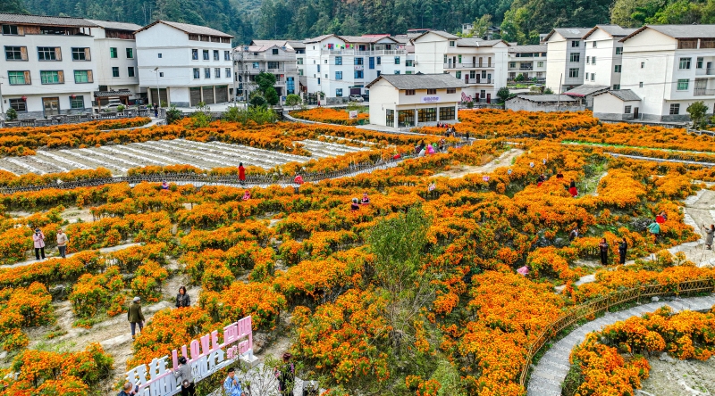 重庆酉阳铜鼓镇兴隆村：党建引领产业富民
