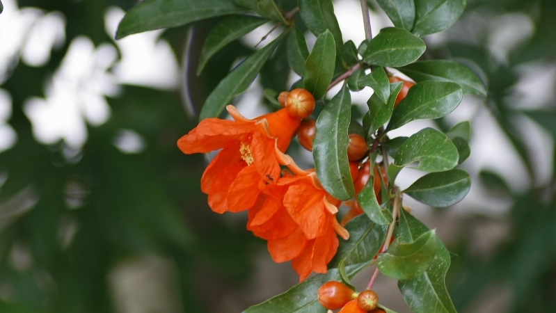 巴山夜雨｜石榴花开燃初夏