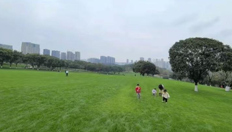 文学｜发光的草