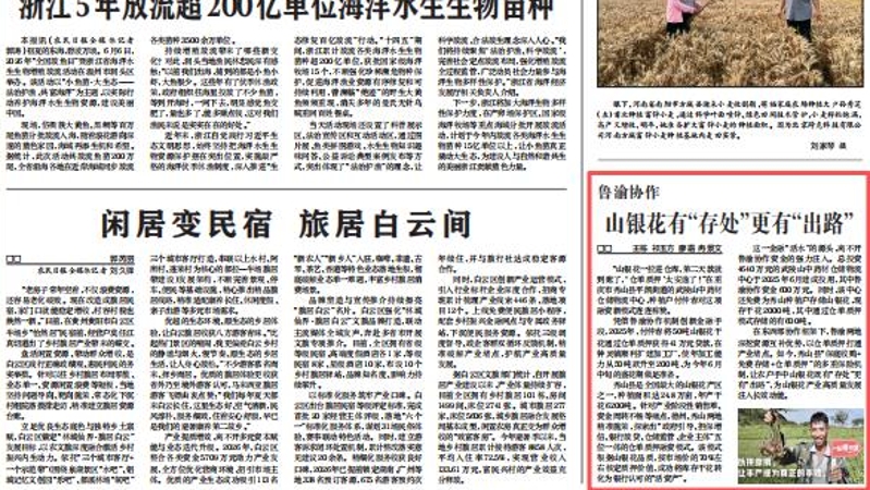 农民日报看重庆｜山银花有“存处”更有“出路”