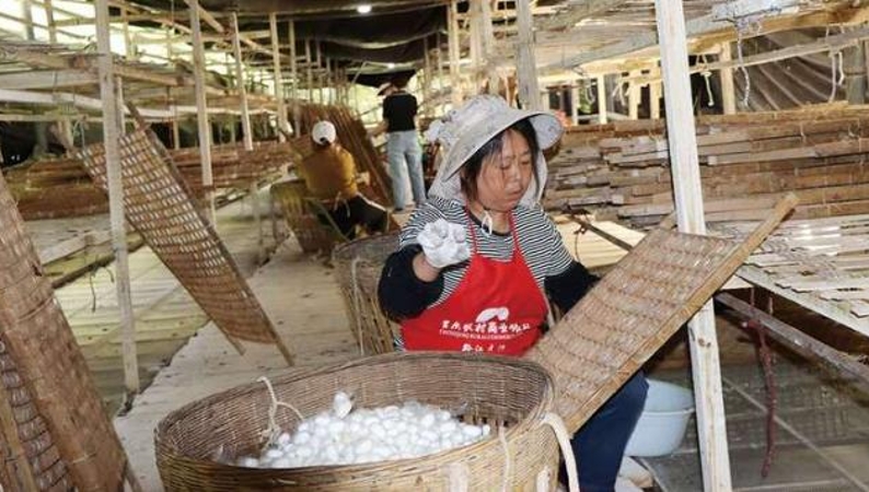 重庆黔江：石会首批春茧迎丰收 预计产值突破90万元