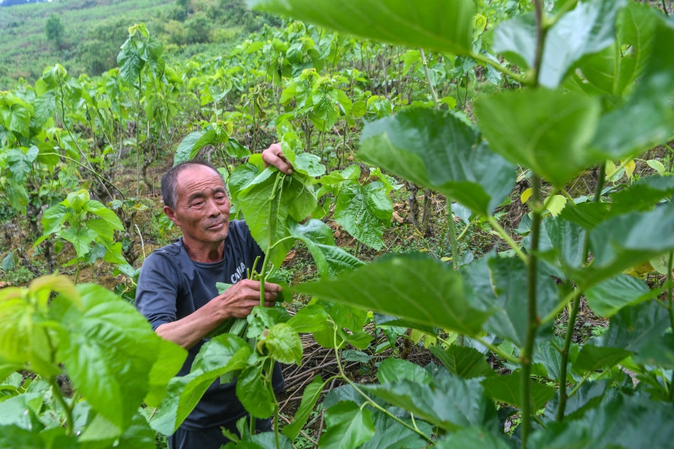 新华社看重庆｜黔江：乡村振兴“丝”路宽