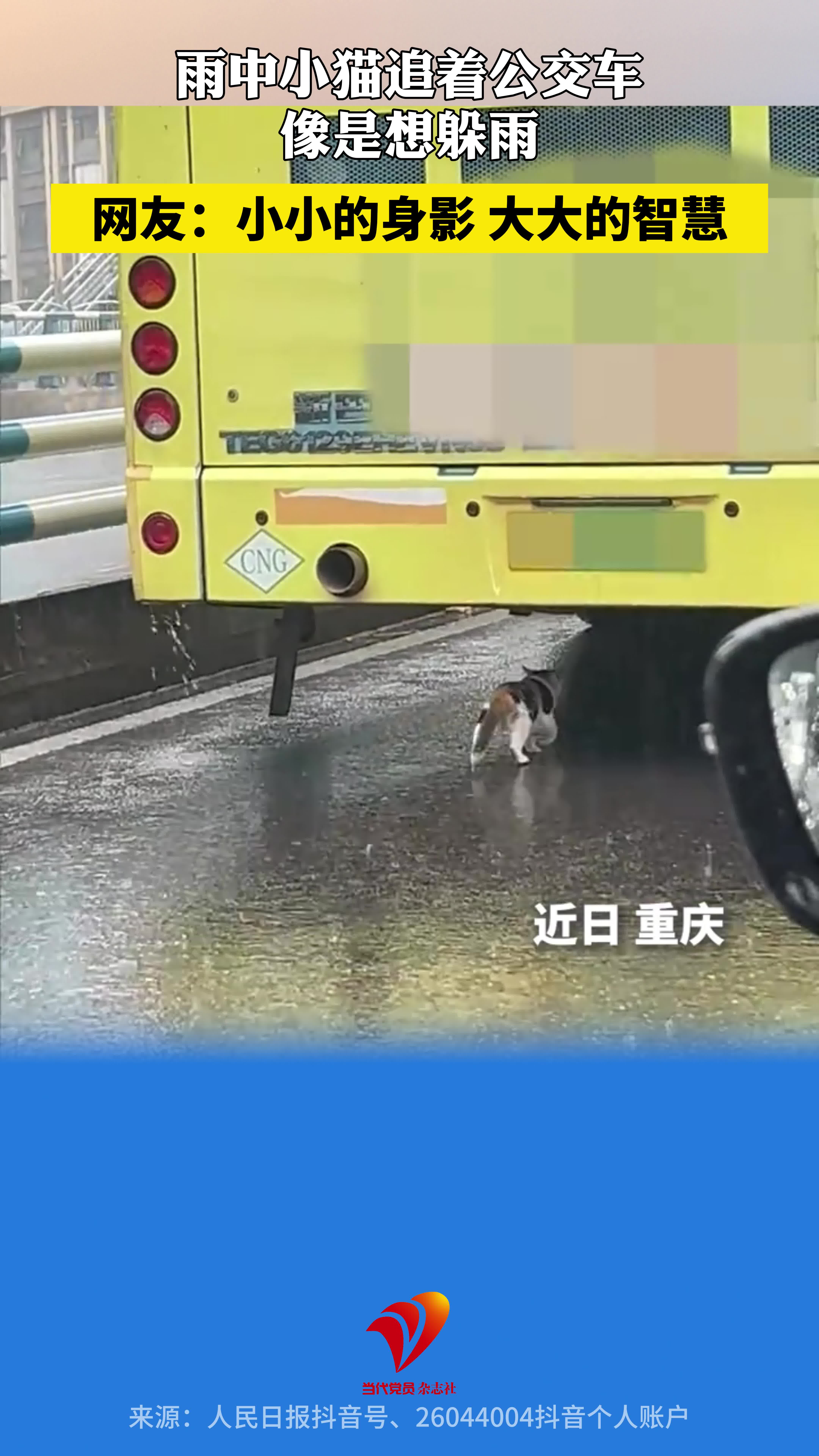 雨中小猫追着公交车，像是想躲雨。网友：小小的身影，大大的智慧！