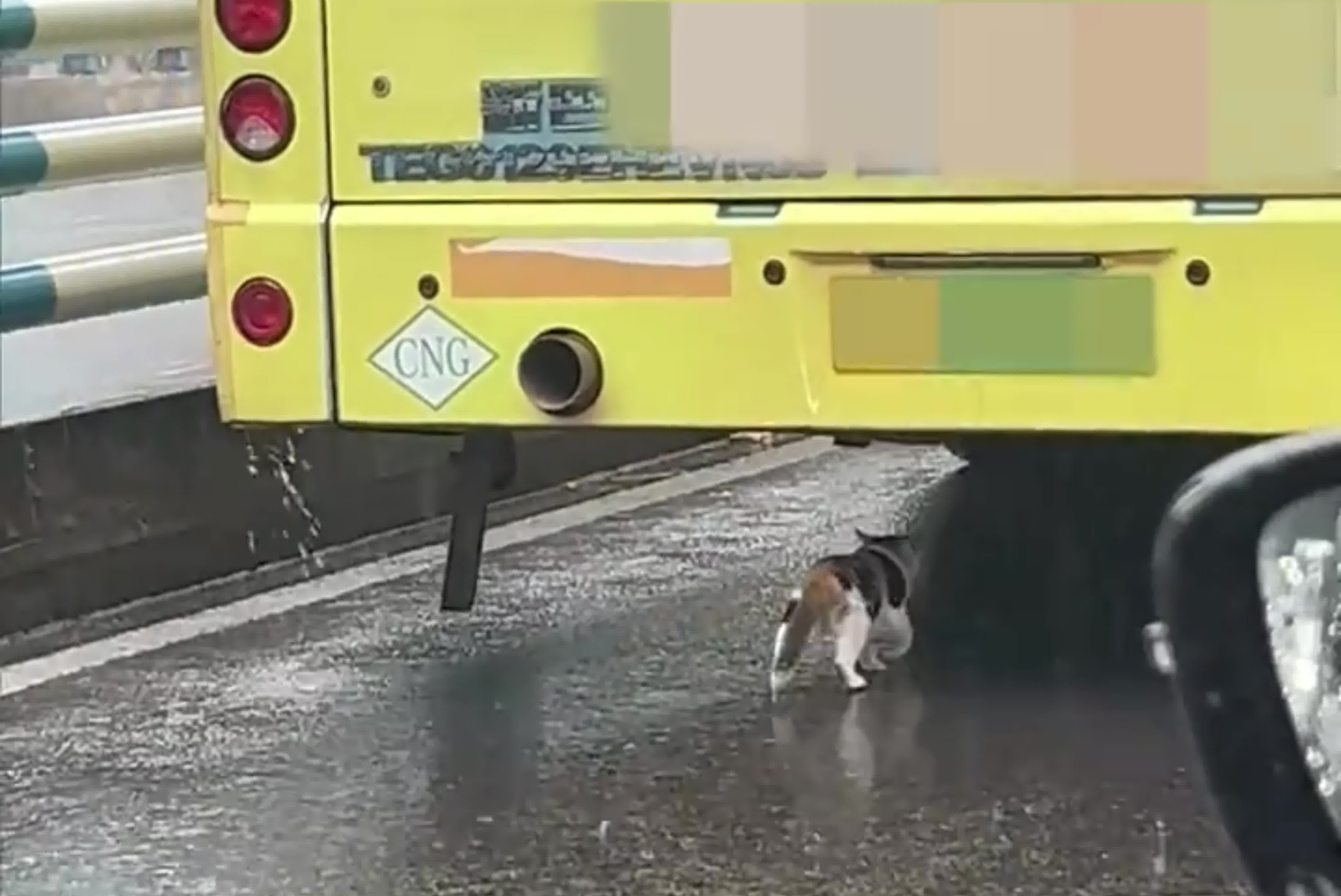 雨中小猫追着公交车，像是想躲雨。网友：小小的身影，大大的智慧！