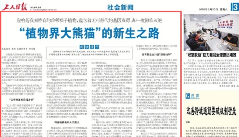 工人日报看重庆｜开州：“植物界大熊猫”的新生之路
