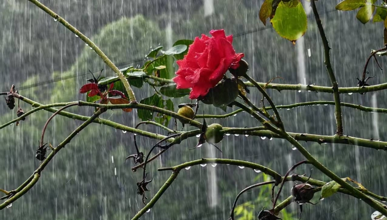 谭德成专栏｜雨呀，雨