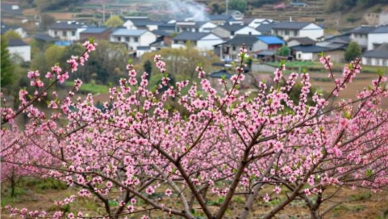 文学｜回望广龙村（组诗）