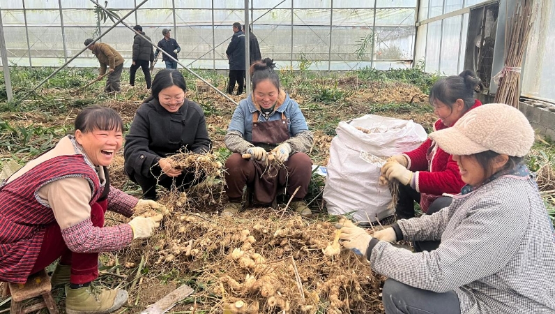 践行“四力” 记者在一线｜深山长出“黄金”
