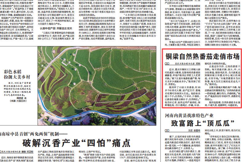 农民日报看重庆｜铜梁自然熟番茄走俏市场