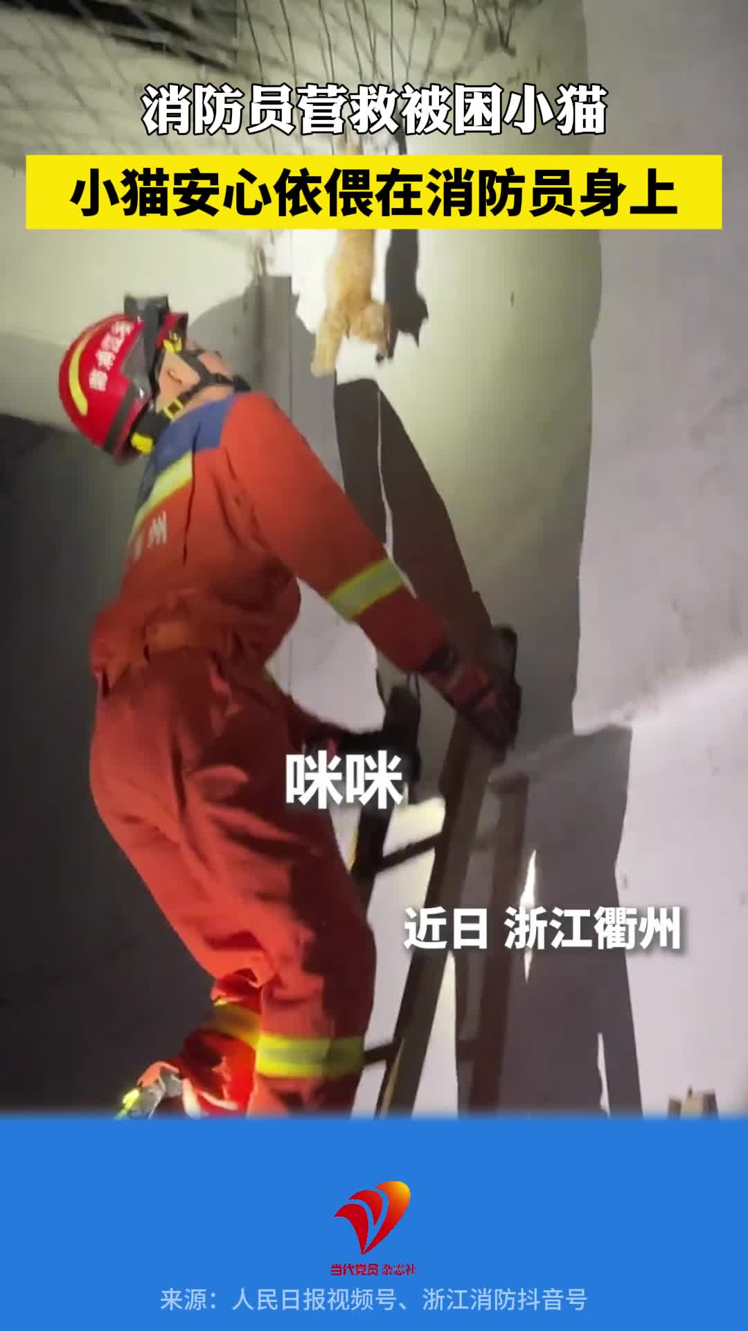 消防员救下被困小猫，小猫安心依偎在他身上。网友：小猫也知道，这个肩膀最有安全感！