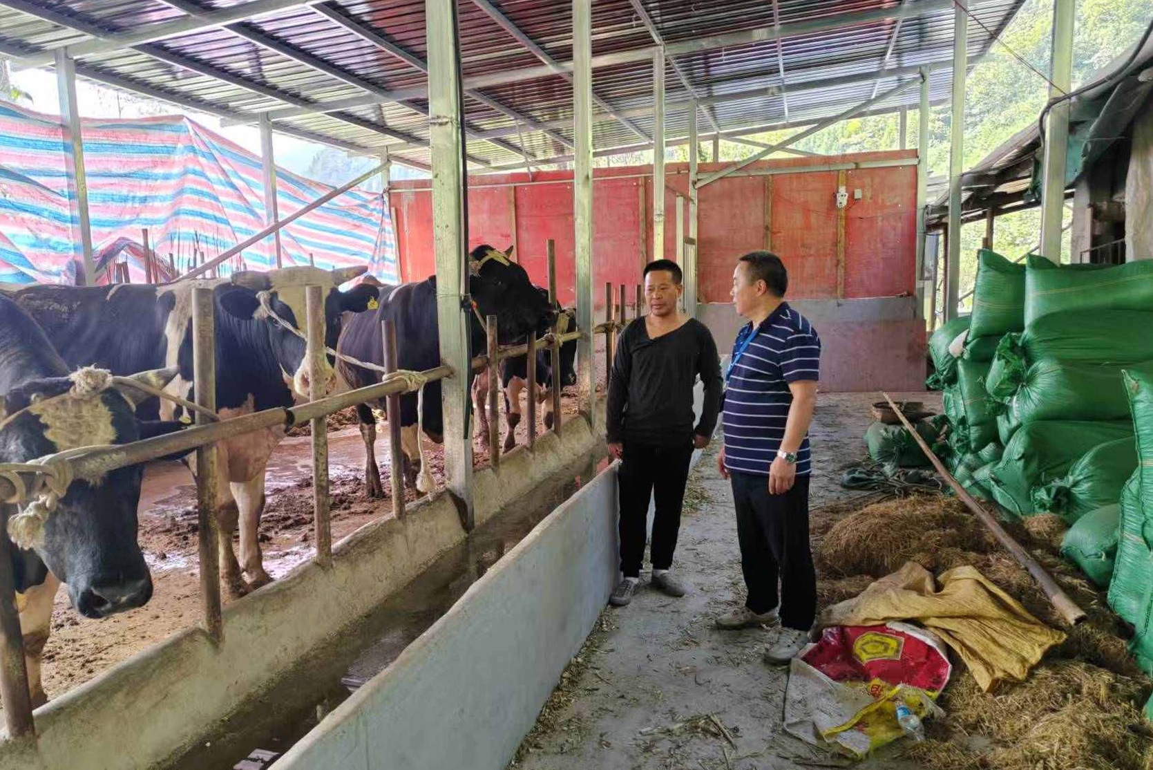 重庆城口庙坝镇：筑牢畜牧防疫安全网 守护群众“钱袋子”
