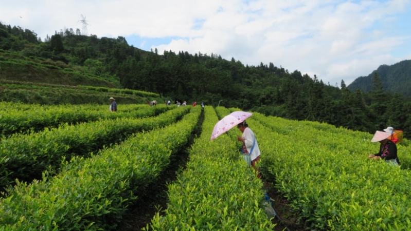 重庆秀山梅江镇：荒坡育好茶 协作助共富