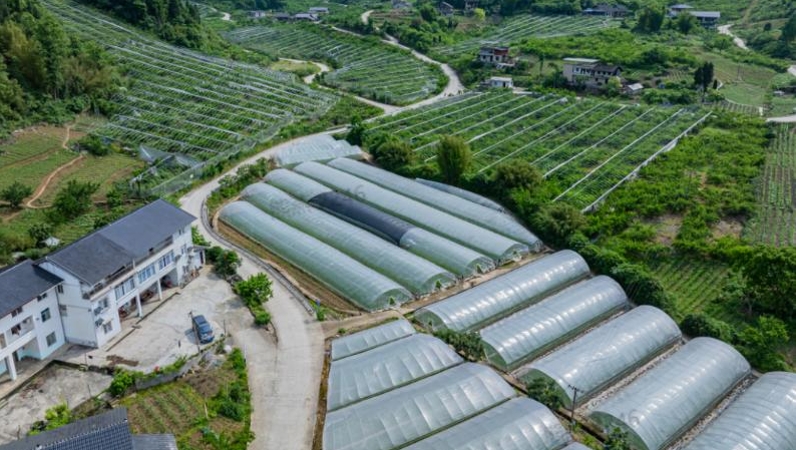 重庆綦江隆盛镇振兴村：党建引领归雁筑巢 产业铺就振兴新景