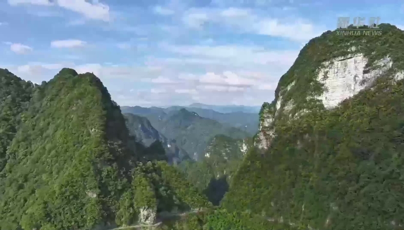 新华社看重庆｜南川金佛山生态向好 黑叶猴频现山林
