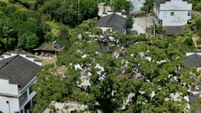 《重庆市野生动物保护规定》将于11月1日起施行