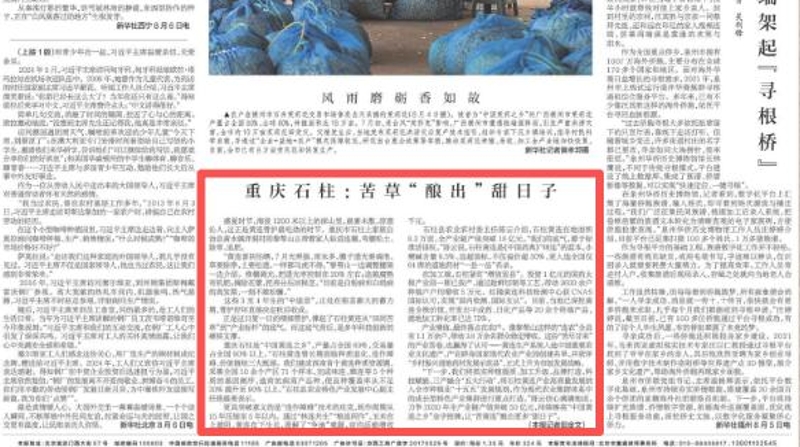 新华每日电讯看重庆｜石柱：苦草“酿出”甜日子