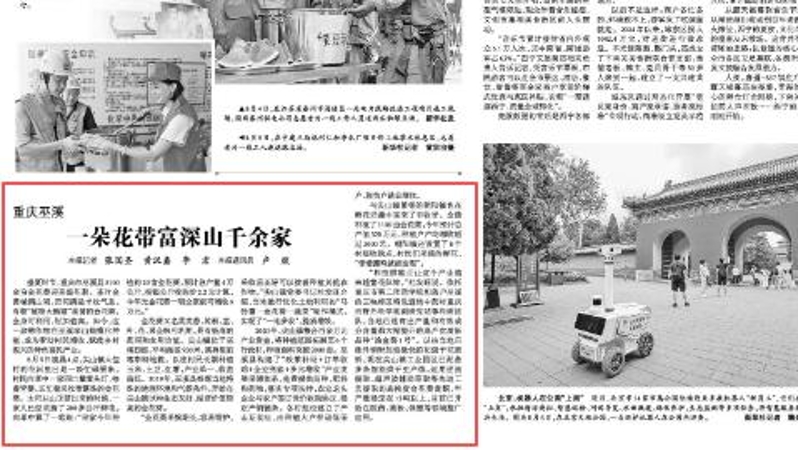 光明日报看重庆｜巫溪：一朵花带富深山千余家
