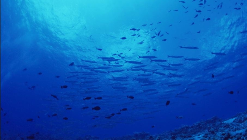 生态环境法典明起实施 最高法发布六件海洋生态环境司法保护典型案例