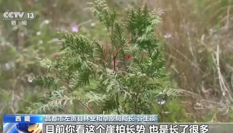 跨越千里 珍稀崖柏扎根雪域高原