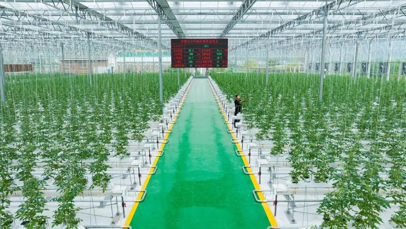 深耕富民产业  绘就城乡共同富裕新图景