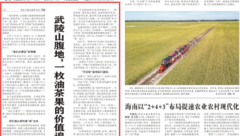重庆酉阳：武陵山腹地，一枚油茶果的价值追问
